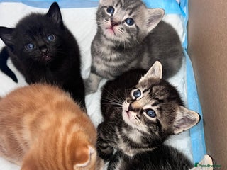 Domestic Shorthair cats - Advert 34