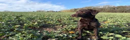Labrador Retriever dogs for sale: Chocolate Labrador puppies - Advert 4