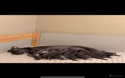 Staffordshire Bull Terrier dogs for sale: BLUEDOGCITY PHARON AT BULLSCAFF X WEDNESDAY ADDAMS - Image 26
