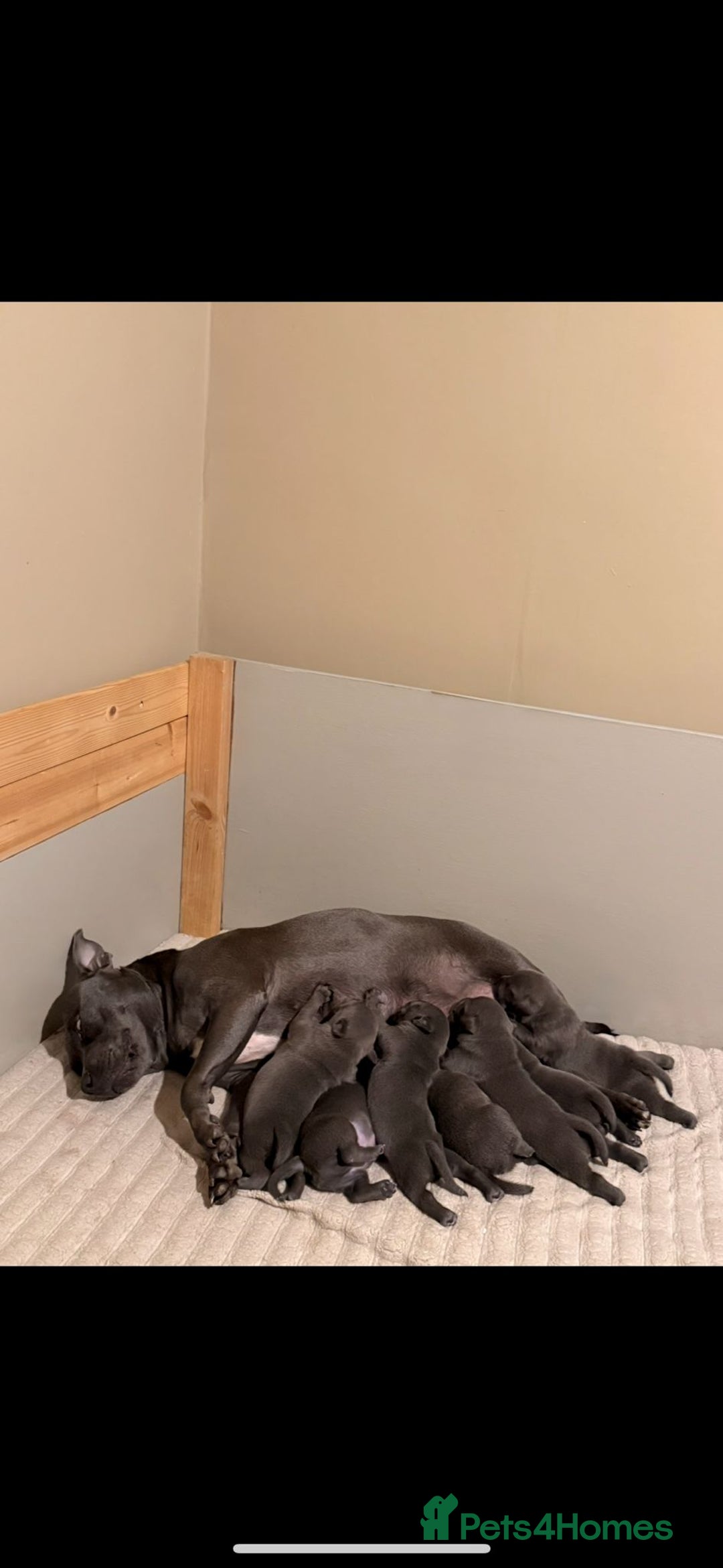 Staffordshire Bull Terrier dogs for sale: BLUEDOGCITY PHARON AT BULLSCAFF X WEDNESDAY ADDAMS - Image 26