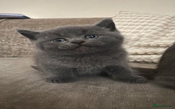British Shorthair cats for sale: BSH KITTEN  - Image 3