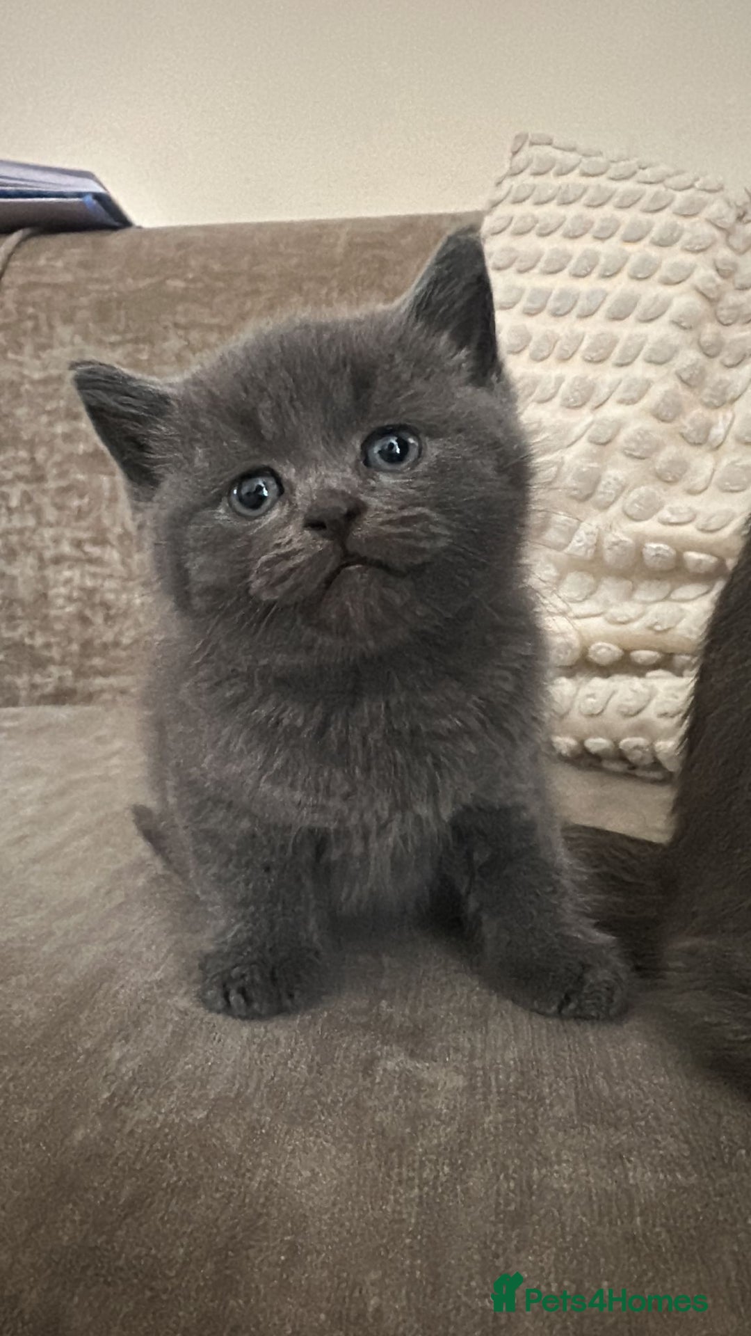 British Shorthair cats for sale: BSH KITTEN  - Image 3
