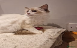 Ragdoll cats for sale: Gorgeous GCCF Ragdoll kittens READY NOW!!! - Image 19