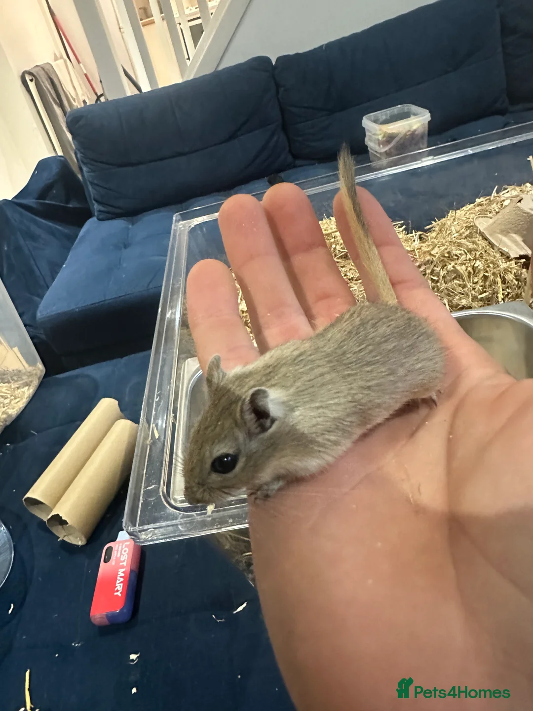 Gerbil rodents for sale: Gerbils in need of a home - Advert 5