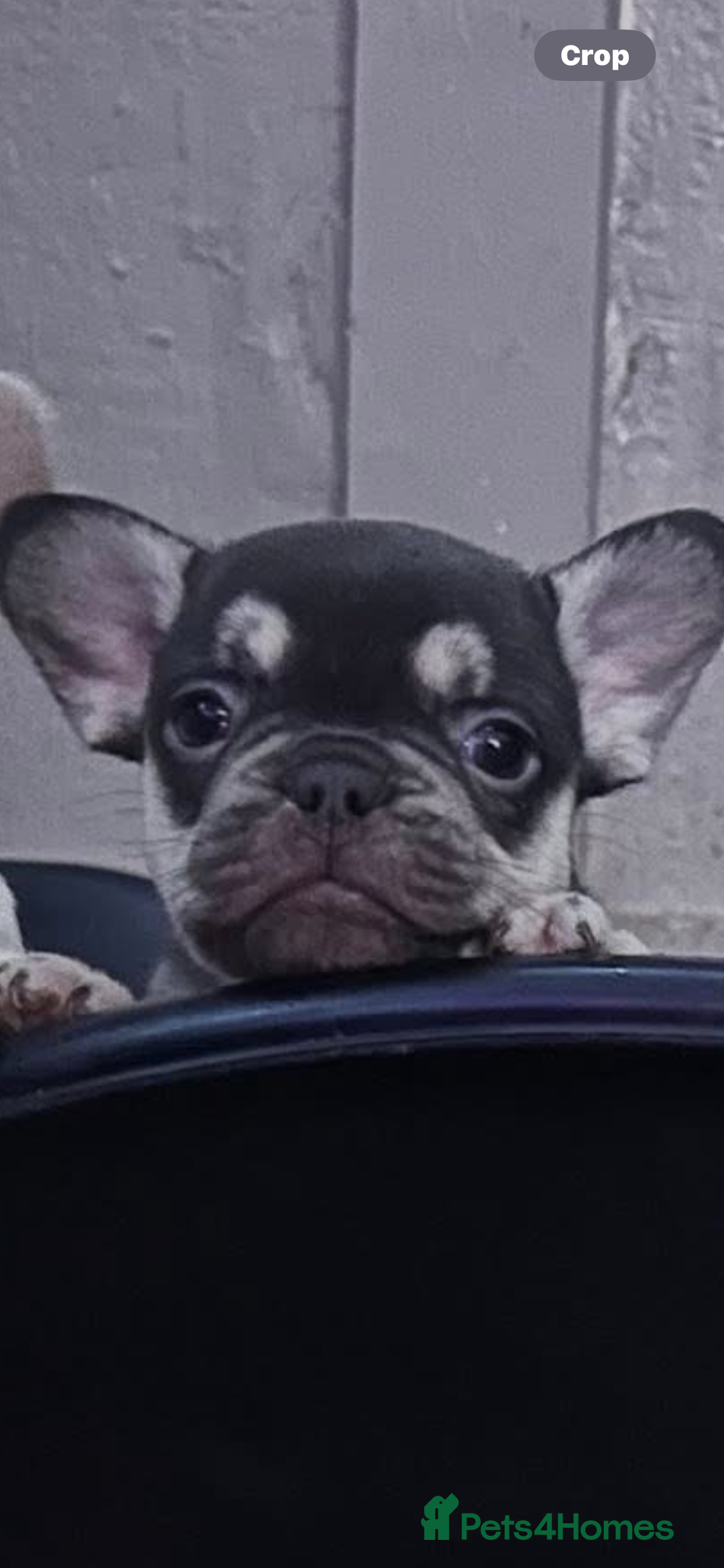 French Bulldog dogs for sale: french bull dog puppies  - Advert 4