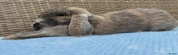 French Lop rabbits for sale: Pure breed Baby Giant French Lops Rabbits - Advert 5