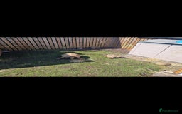 Tortoise reptiles for sale: Sulcata tortoise  - Image 2