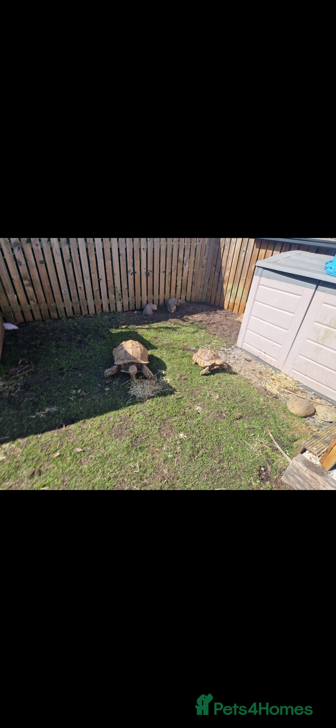Tortoise reptiles for sale: Sulcata tortoise  - Image 2