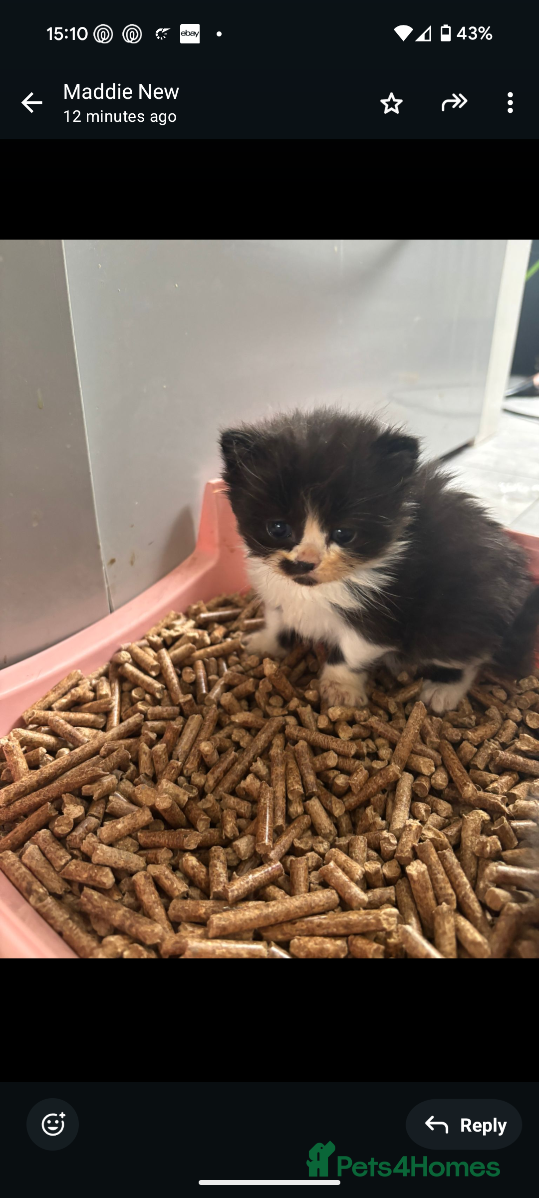 Persian cats for sale: Persian cross - Image 5