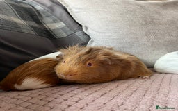 Guinea Pig rodents for sale: baby guinea pigs  - Image 19