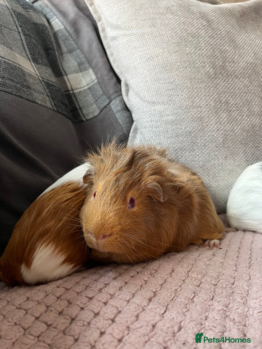 Guinea Pig rodents for sale: baby guinea pigs  - Image 19