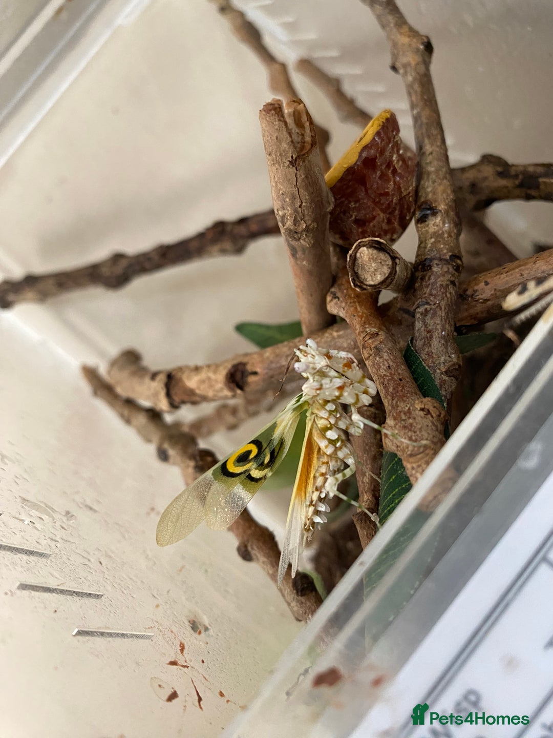 Mixed Breed invertebrates for sale: Rehoming & Rescue (NOT FOR SALE) - Advert 4