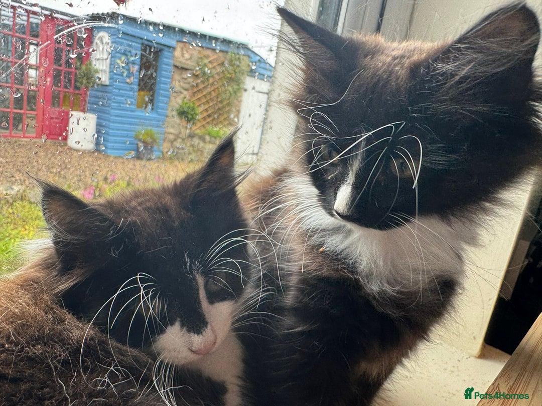 Maine Coon cats for sale: MAIN COON X - Image 3