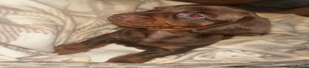 Miniature Dachshund Puppy 2