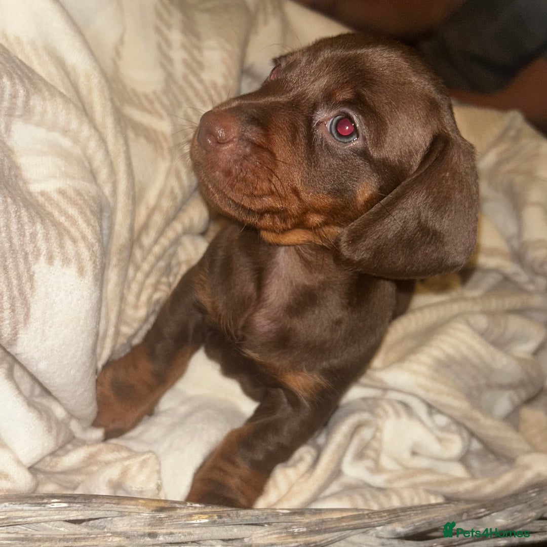 Miniature Dachshund dogs for sale: Mini dachshunds  - Image 2