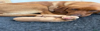 Labrador Retriever 6