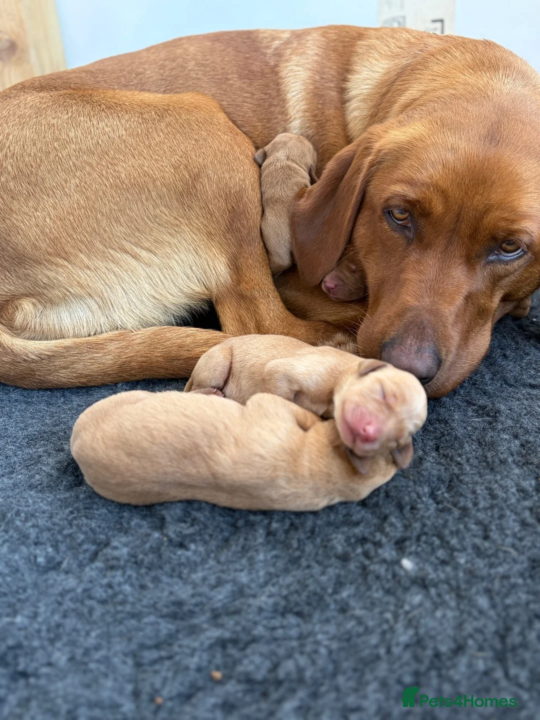 Labrador Retriever dogs for sale: KC Red Labrador pups for sale  in Kidderminster - Advert 2