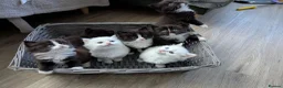 Ragdoll cats for sale: Ragdoll kittens - Advert 25