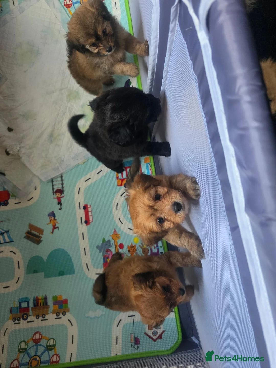 Pomapoo dogs for sale: Pomapoo puppies - Advert 2
