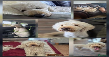 Standard Poodle dogs - Advert 4