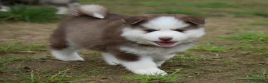 Pomsky 5