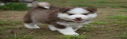 Pomsky dogs for sale: Genuine Celtic Star F3 Pomskies Available  - Advert 5