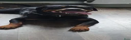 Rottweiler dogs for sale: Digger boy - Advert 3
