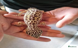 Gecko reptiles for sale: Leopard Gecko for sale - Advert 1