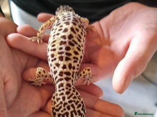 Gecko reptiles Leopard Gecko for sale - Advert 1