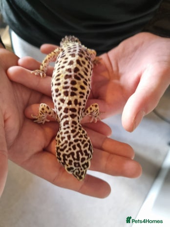 Gecko reptiles Leopard Gecko for sale - Advert 2