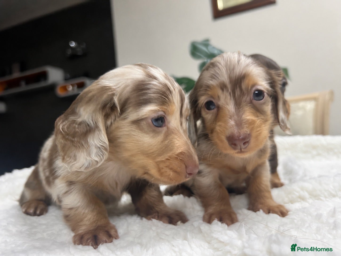Miniature Dachshund dogs for sale: Tiny KC Longhair Dachshunds  Chocolate & Dapple - Advert 2