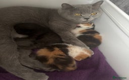 British Shorthair cats for sale: Bsh cats kittens  - Image 1