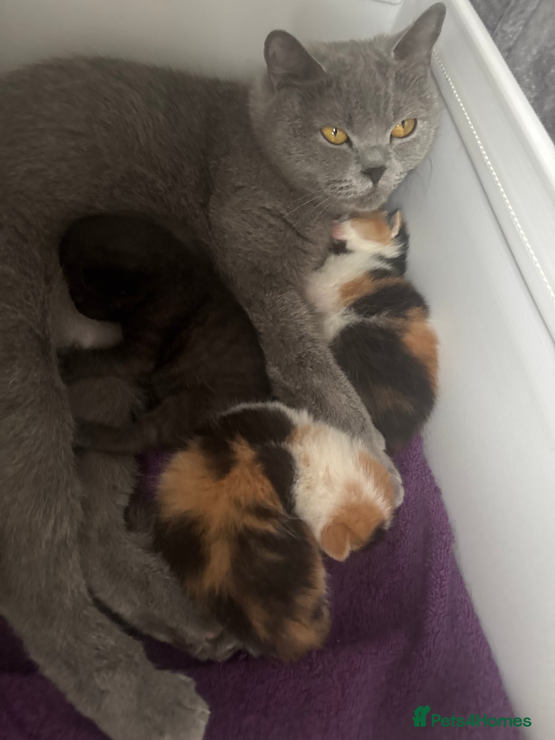 British Shorthair cats for sale: Bsh cats kittens  - Image 1