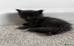 Maine Coon cats for sale: Rare Maine Coon/Russian Blue Kittens - Image 7