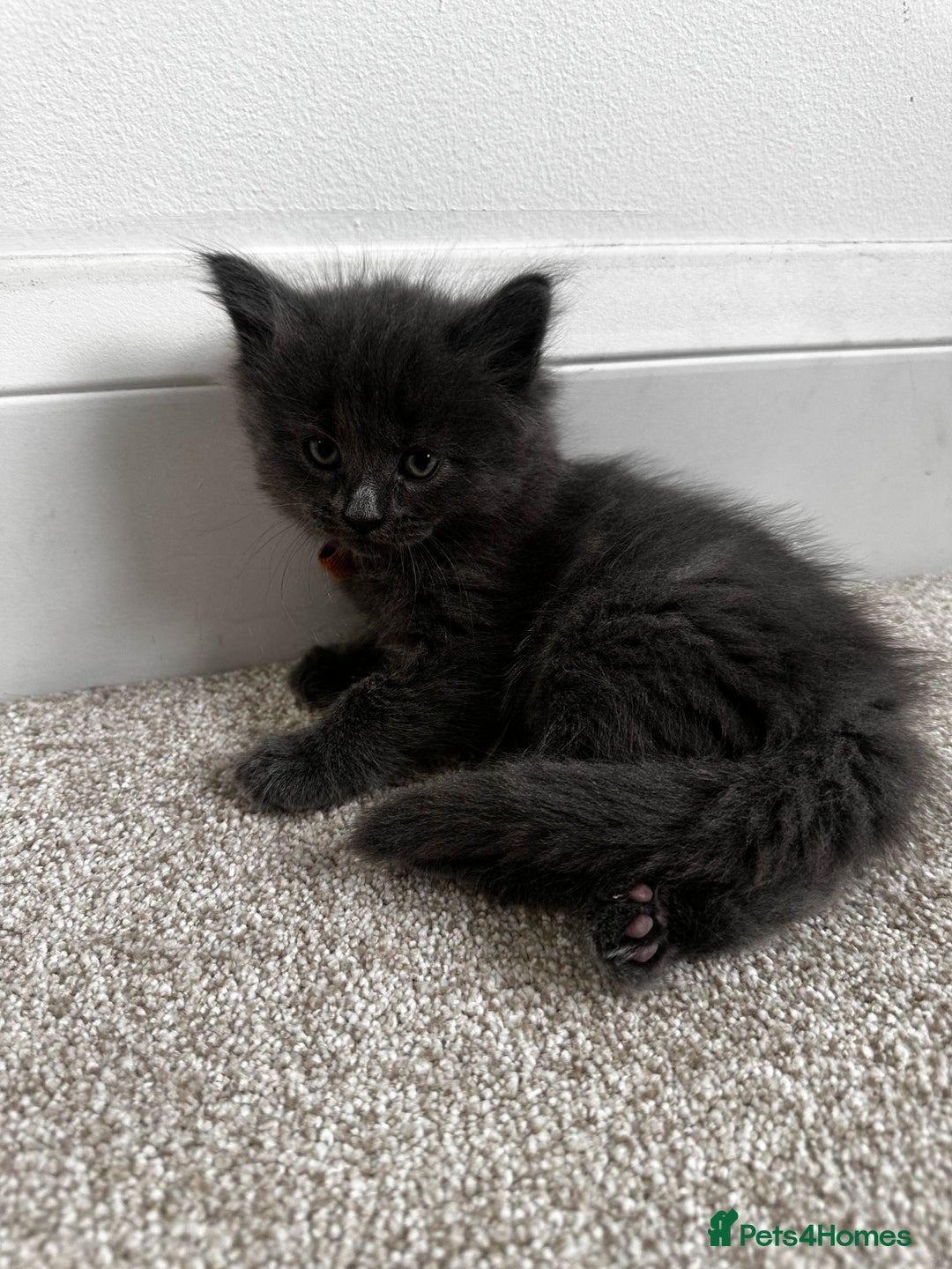 Maine Coon cats for sale: Rare Maine Coon/Russian Blue Kittens - Image 7