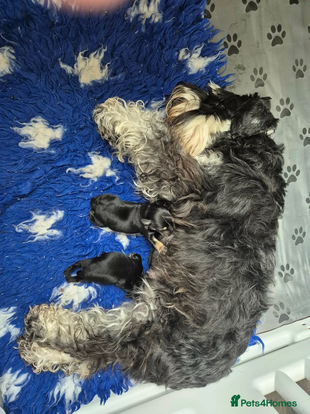 Miniature Schnauzer dogs for sale: MINIATURE SCHNAUZER BLACK & SILVER - Advert 4