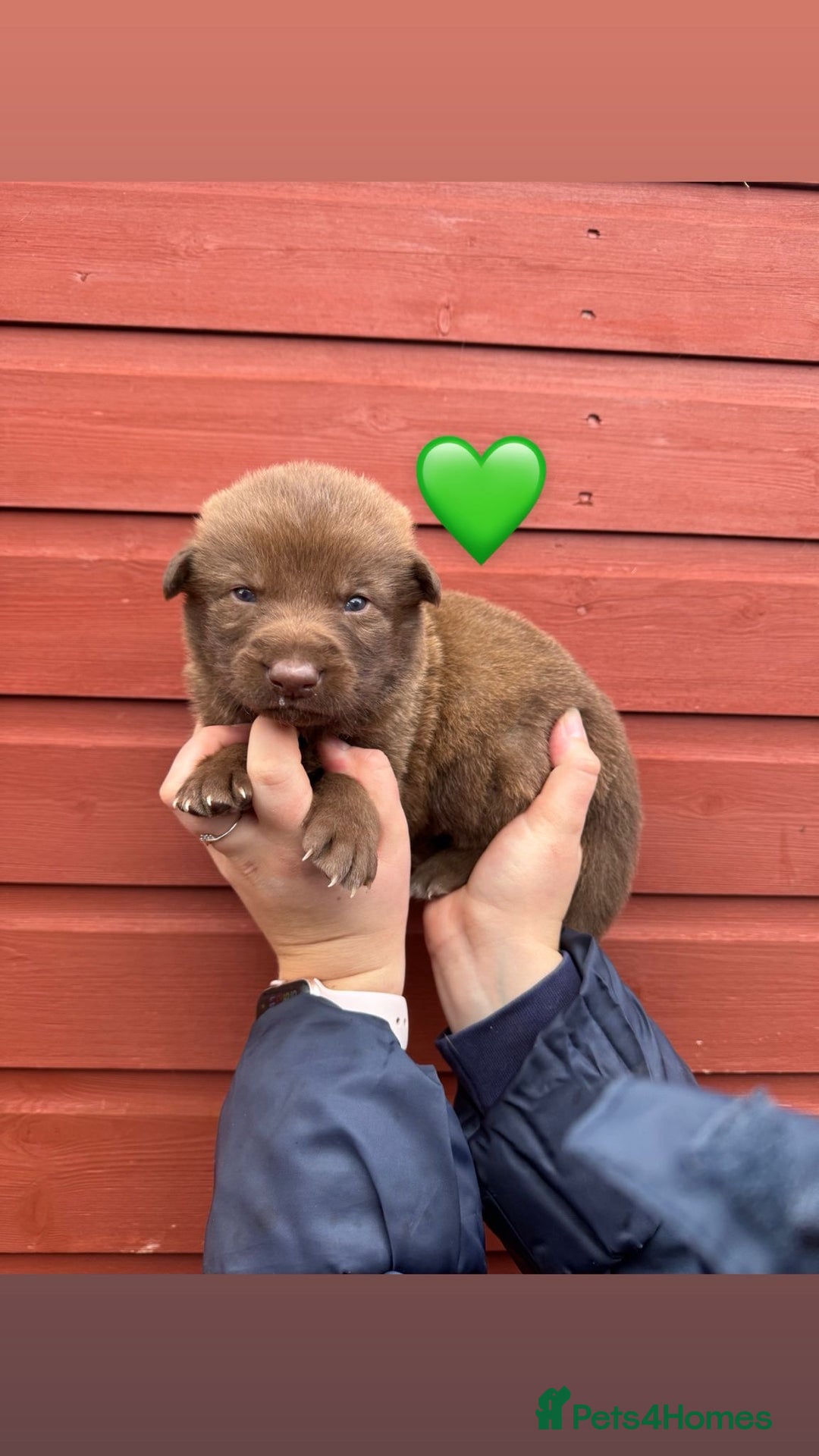 Saarloos Wolfdog dogs for sale: Stunning Low Content Wolfdog Puppies - Advert 16