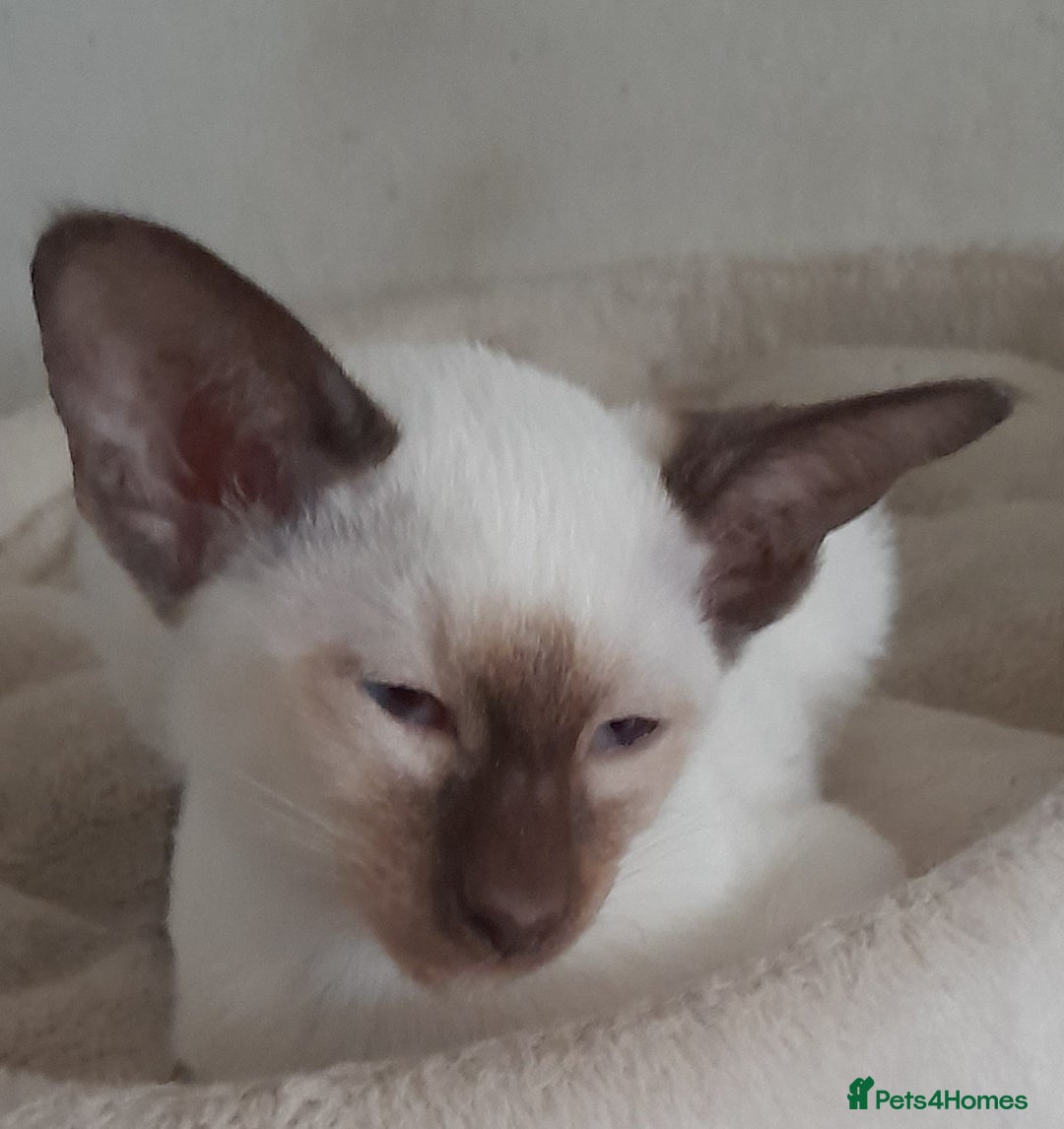 Siamese cats for sale: Two Chocolate Point Siamese Male Kittens - Image 8