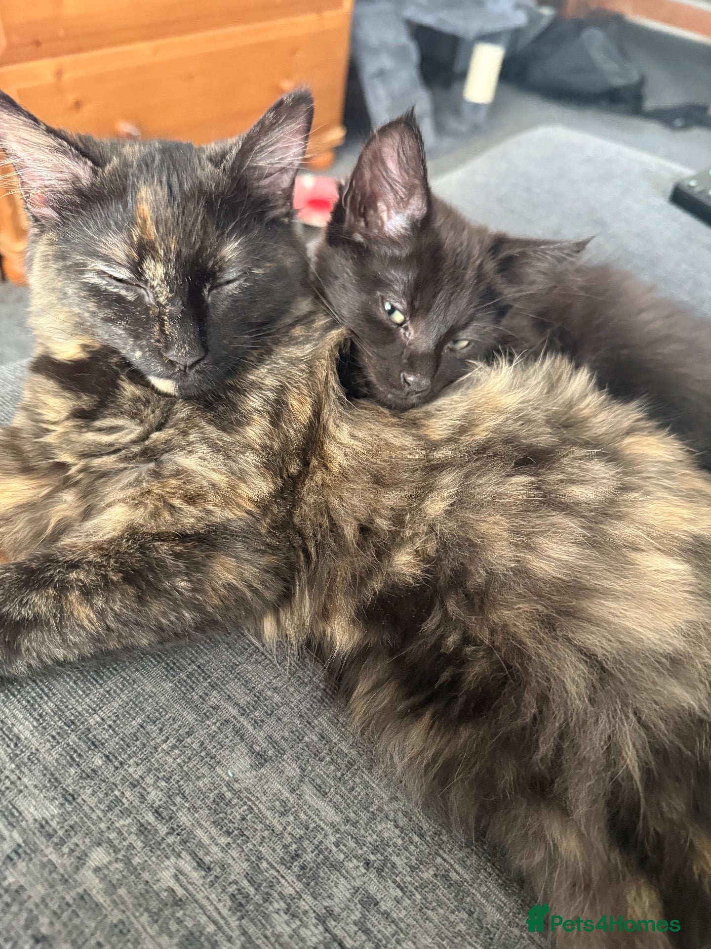 Maine Coon cats for sale: Need New Home  - Advert 14