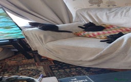 Domestic Shorthair cats for sale: 3 black kitties for sale - Image 6