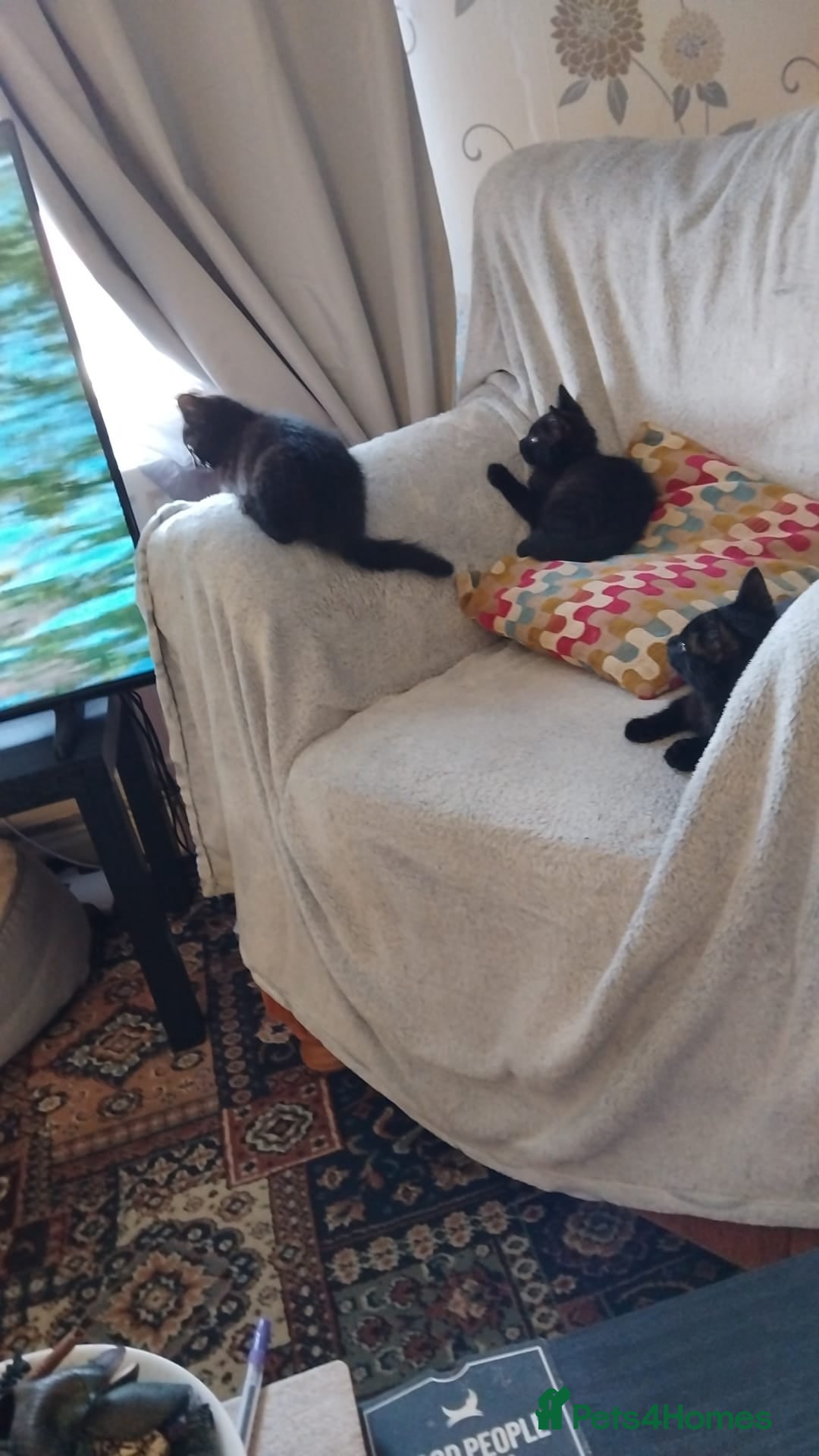 Domestic Shorthair cats for sale: 3 black kitties for sale - Image 6