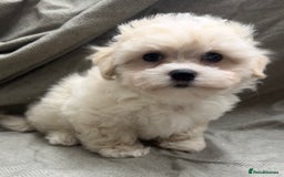 Maltipoo dogs for sale: Only 2 boy left Fully dna tested Maltipoos  - Image 4