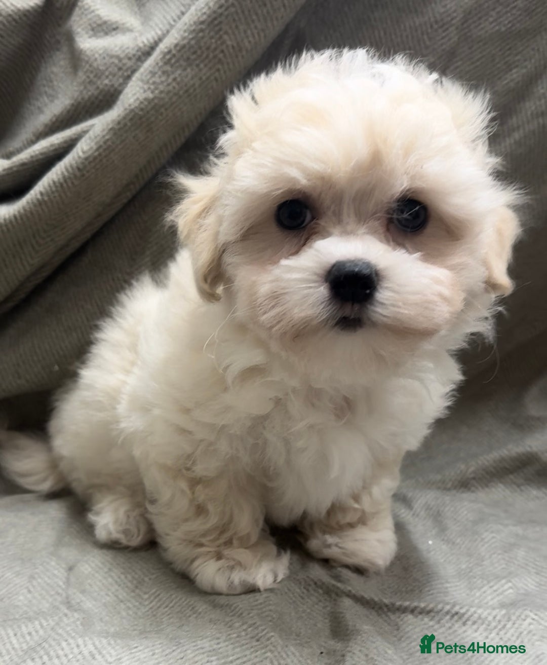 Maltipoo dogs for sale: Only 2 boy left Fully dna tested Maltipoos  - Image 4