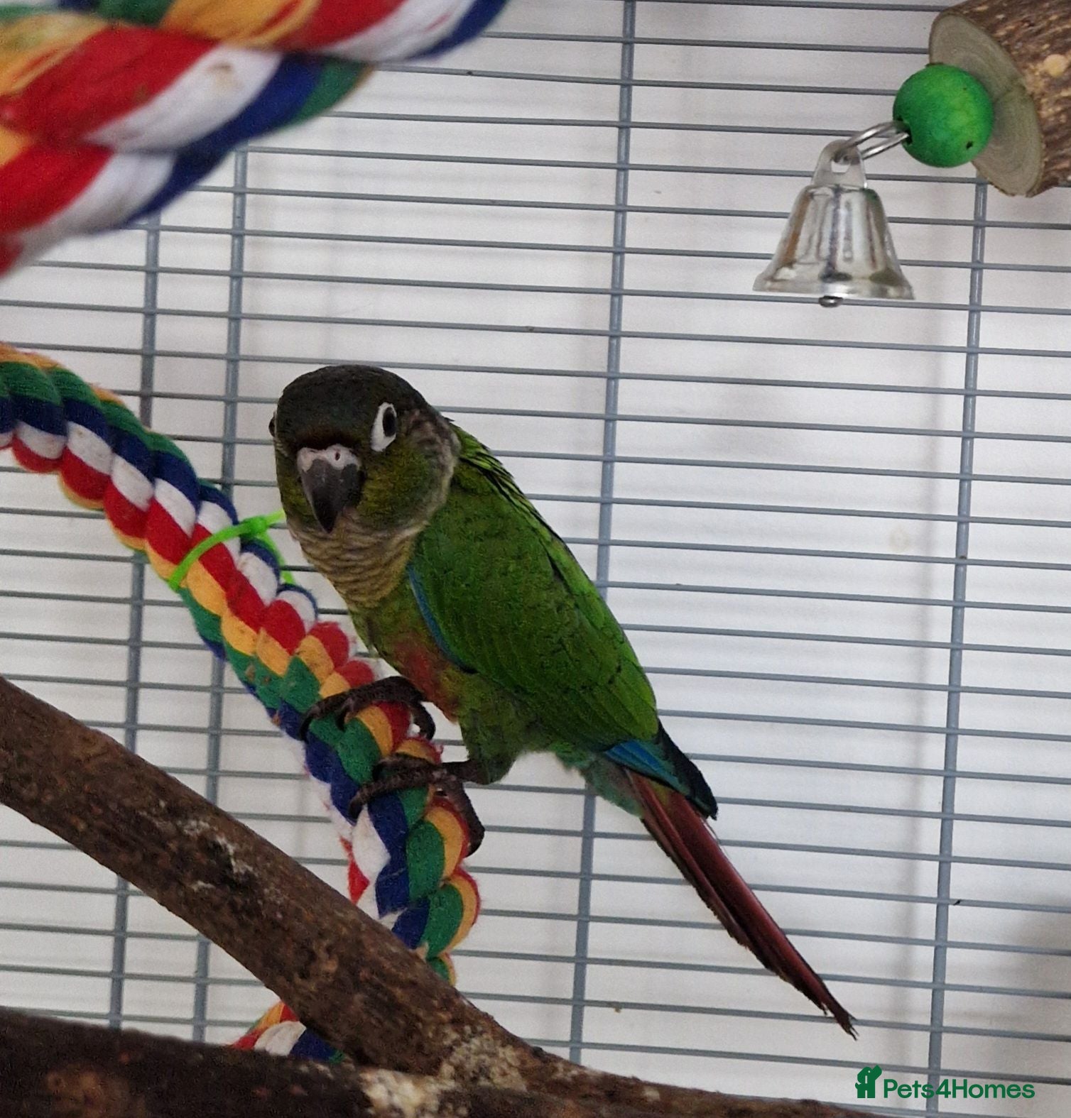 Conures birds Loving 5-Month old Green Cheek Conure (Pippin) - Advert 1
