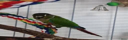 Conures birds for sale: Loving 5-Month old Green Cheek Conure (Pippin) - Advert 1