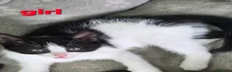 Mixed Breed cats for sale: 7 Beautiful Kittens Looking for Their Forever Home - Advert 3