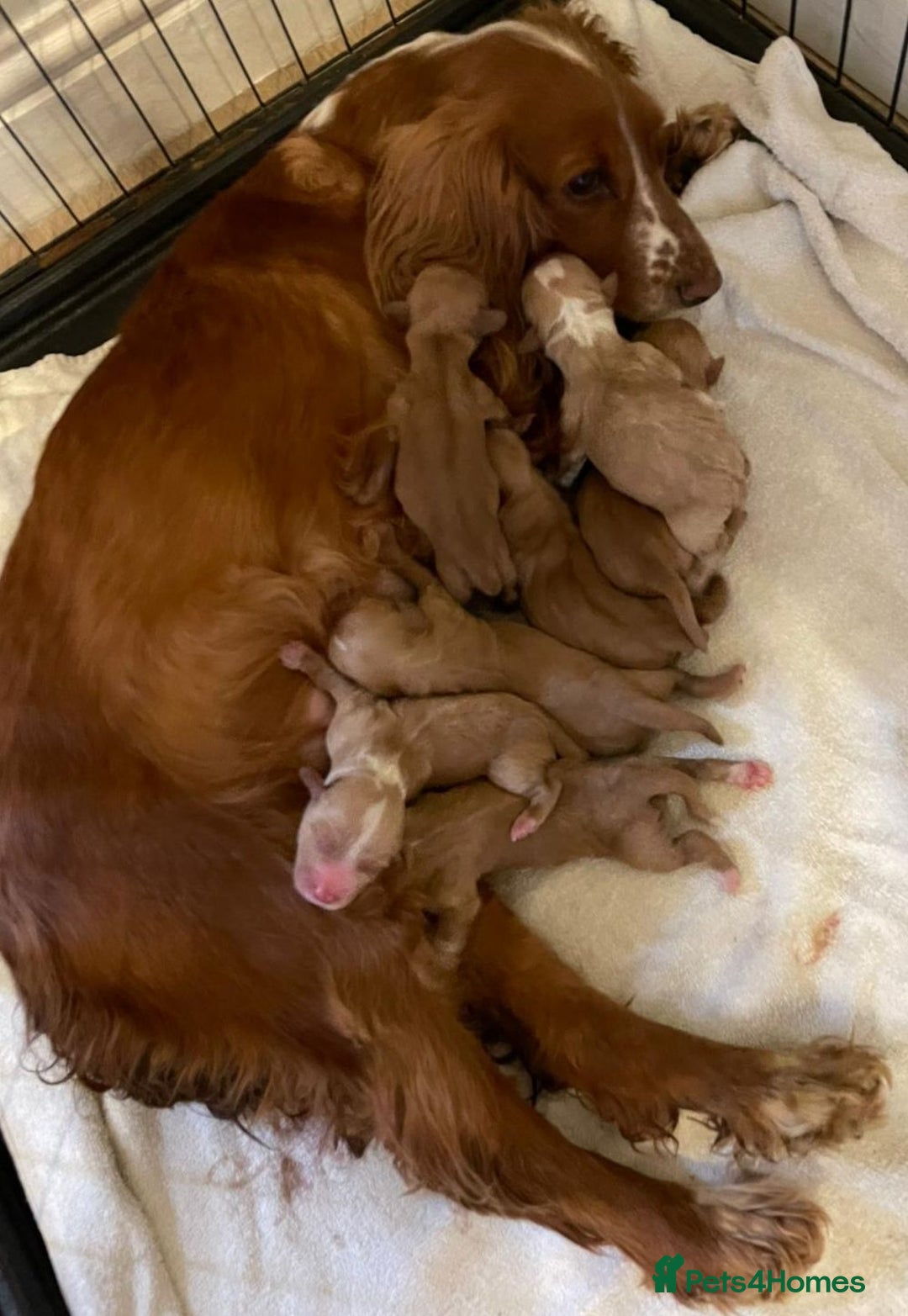 Cocker Spaniel dogs for sale: Fox red cocker spaniel pups  - Image 9