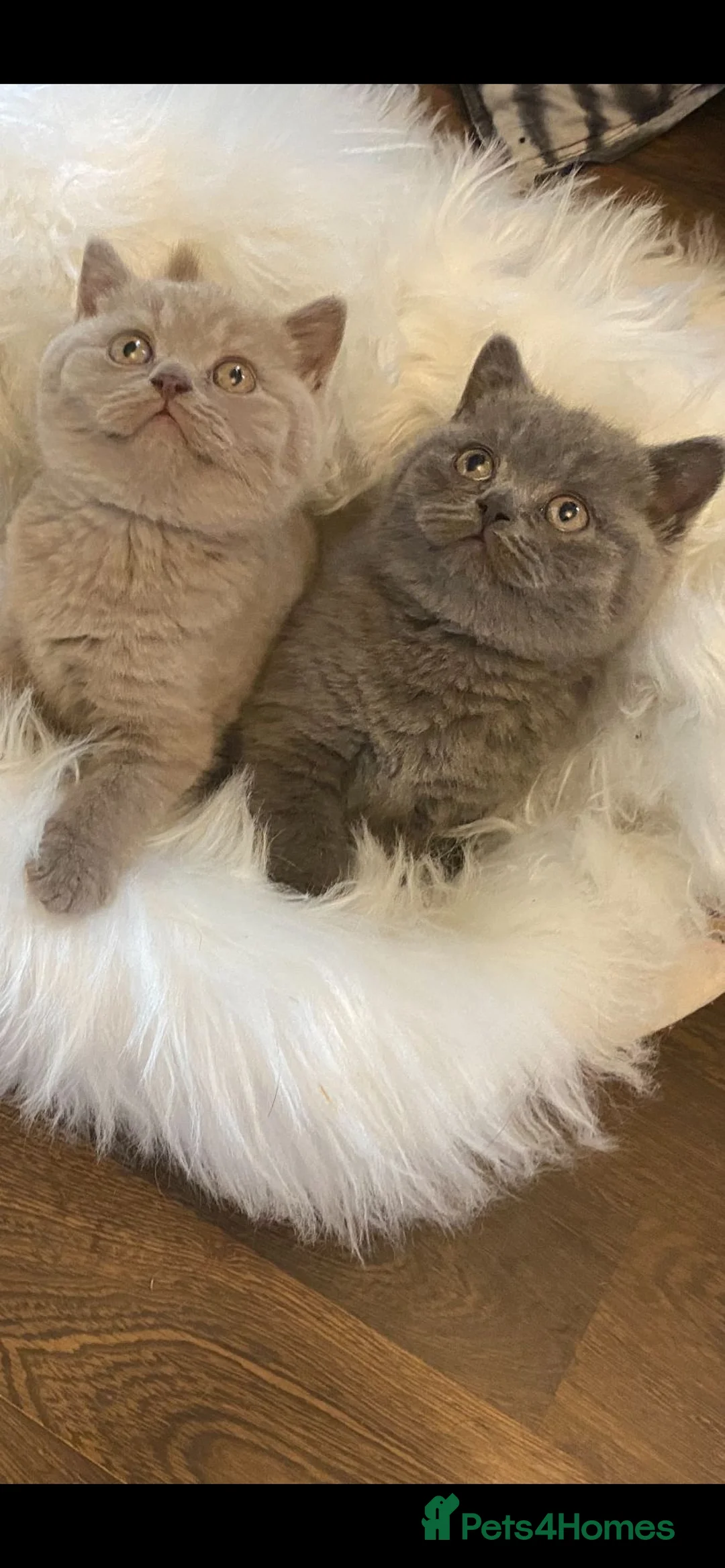 British Shorthair cats for stud: Lilac GCCF active stud Manchester  in Manchester - Advert 11