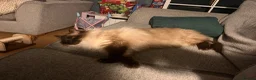 Ragdoll cats for sale: Beautiful Ragdoll looking for new home in Leicester - Advert 4