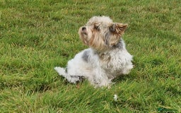Yorkshire Terrier dogs for sale: Beautiful Yorkshire biewer terrier - Image 2